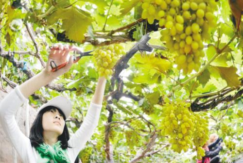 沈阳：地标葡萄直通超市（图）