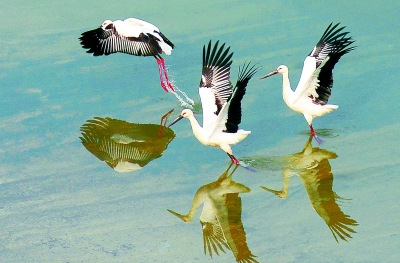 湖南托口水电站飞来东方白鹳(图)