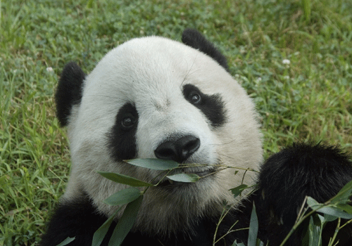 中国保护大熊猫研究中心迎接“泰山”回家过年