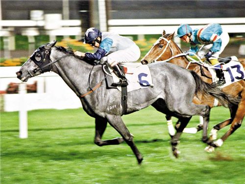 首届中国金马马术文化旅游节揭开帷幕