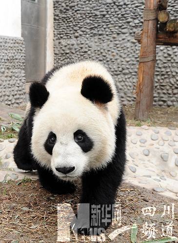 赠澳大熊猫即将启程