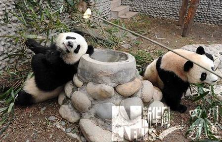 赠澳大熊猫即将启程