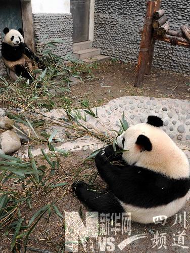 赠澳大熊猫即将启程