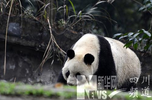 大熊猫“比力”“仙女”启程赴日本