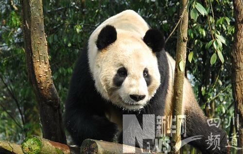 大熊猫“比力”“仙女”启程赴日本