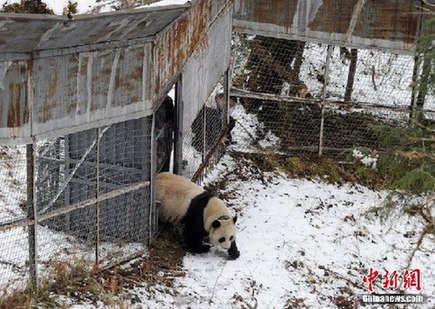 中国大熊猫入住东京上野动物园(组图)