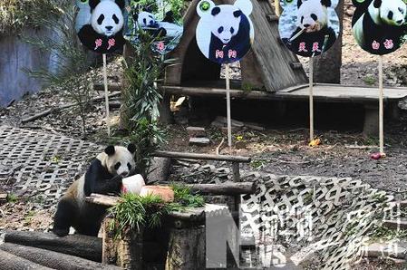 卧龙熊猫“晴晴”的特殊生日会