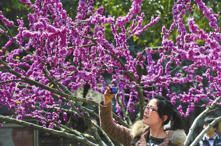 成都春色满街　明后天破20℃