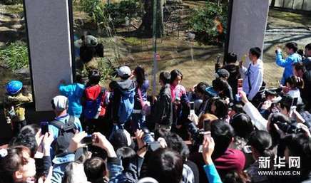 旅日大熊猫东京受热捧（组图）