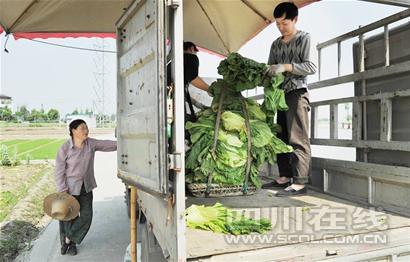 批发商掌控菜价 菜农缺乏定价话语权