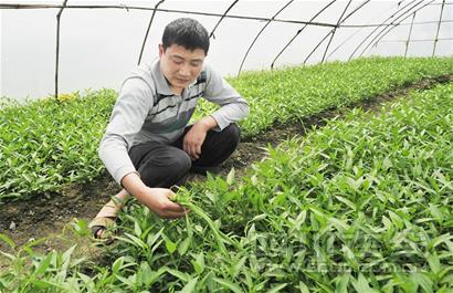 批发商掌控菜价 菜农缺乏定价话语权