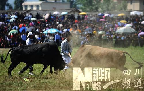 “火把节”上的中国式斗牛