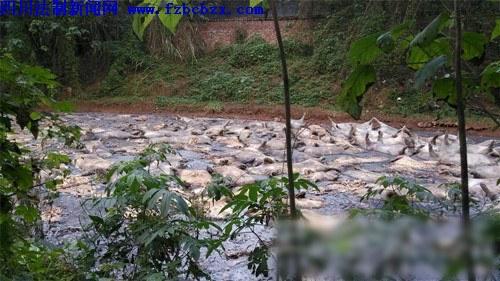南充60头死猪乱丢 居民忍恶臭忧水不能喝