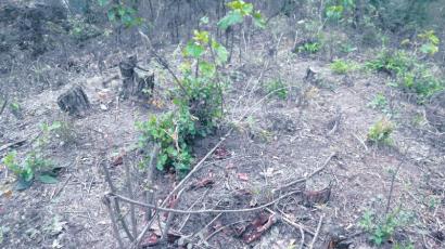 开江600亩山林被砍光 涉事组长被举报 吃双饷