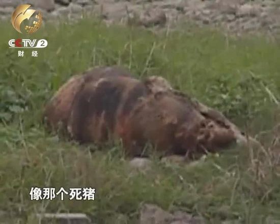 乐山大佛脚下垃圾成山无人负责 各部门互相推诿