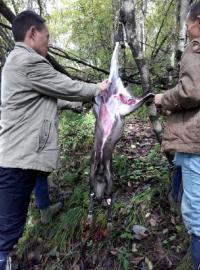 千万富翁“闲着没事”猎杀黑熊 剥皮取肉卖到绵阳