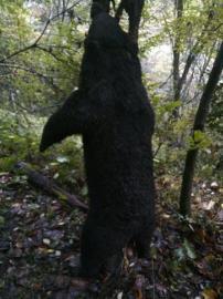 千万富翁“闲着没事”猎杀黑熊 剥皮取肉卖到绵阳