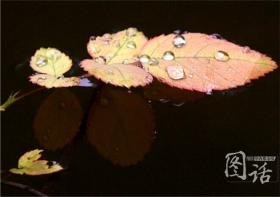 惊蛰飘小雨 成都锦江岸边鸟语花香