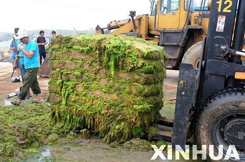 青岛:浒苔治理用上“压榨机”