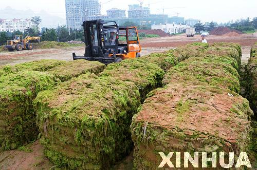 青岛:浒苔治理用上“压榨机”