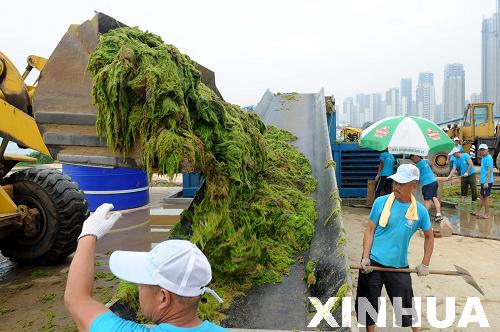 青岛:浒苔治理用上“压榨机”