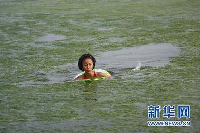新华调查:海边绿潮疑云 青岛浒苔缘何连续5年来袭