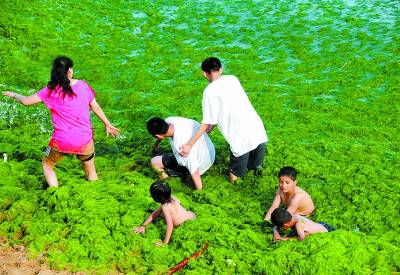 海洋专家:明年基本肯定可以“到青岛看草原”