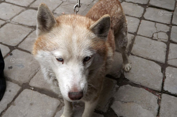 枣庄抓获白色母狼续：网友称是自家哈士奇