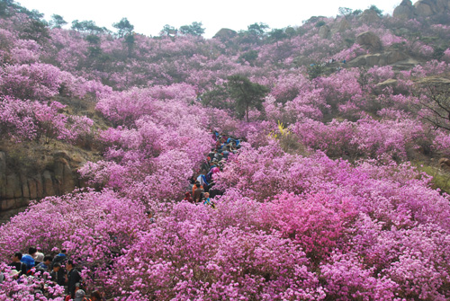 青岛大珠山万亩野生杜鹃花进入盛花期