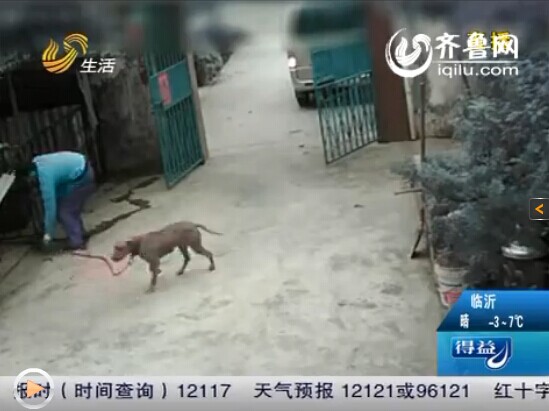 淄博沂源：一夜之间12只狗被盗 作案手法非常残忍