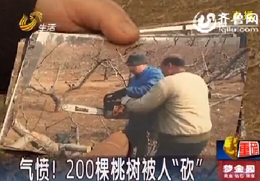 淄博农户200棵桃树被“砍” 警方破案牵出合同纠纷