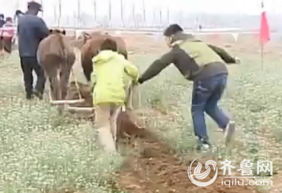 盘点山东各地踏青出游去处：青岛看樱花 临沂玩索降