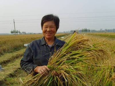 高青万亩水稻开镰收获机械收获唱主角