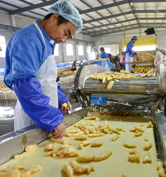 山东莱芜:拉长生姜产业链条