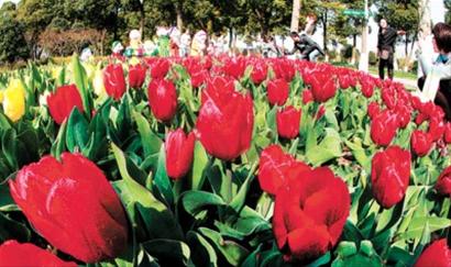 郁金香盛开 鲜花港繁花似锦