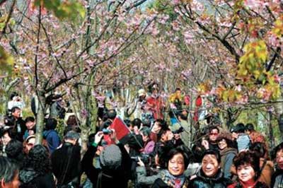 顾村公园万株樱花绽放迎客