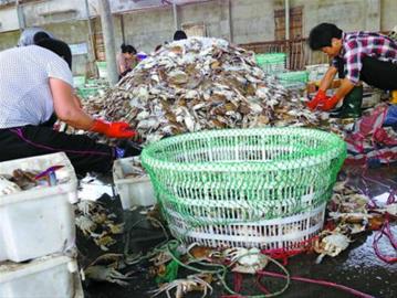 最低仅售2.5元一斤 罕见连年丰 梭子蟹卖白菜价