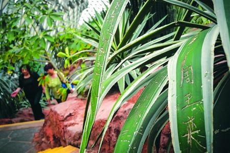 辰山植物园逾40棵植物遭刻字 龙舌兰刻满人名