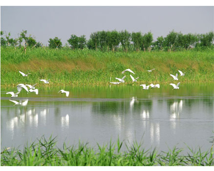 Hangzhou Bay to get wetland park