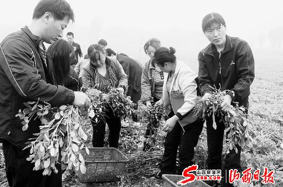 我省花生最高亩产纪录刷新 553.24公斤(图)