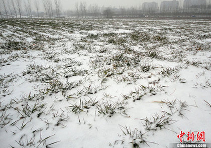 中国冬麦区受旱面积减小 各方多措并举全力抗旱