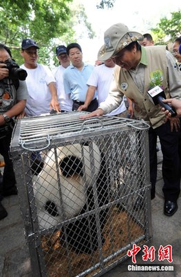大熊猫“圆圆妈”有望升级为姥姥(图)