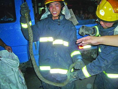 2米长蛇钻进车死盘发动机 拆掉座椅才拽出(图)