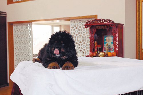 别墅斗犬去年咬伤钓鱼者 今年咬死来访客人 组图