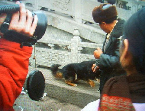 别墅斗犬去年咬伤钓鱼者 今年咬死来访客人 组图