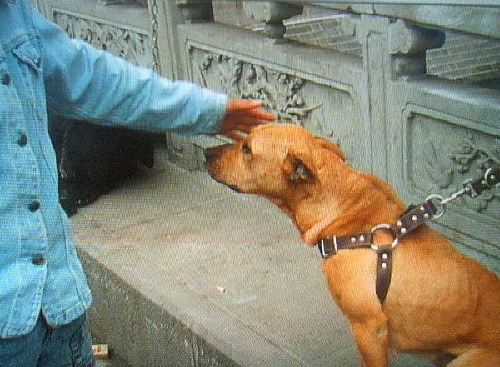 别墅斗犬去年咬伤钓鱼者 今年咬死来访客人 组图