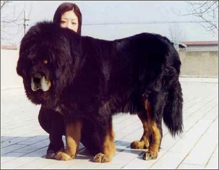 别墅斗犬去年咬伤钓鱼者 今年咬死来访客人 组图