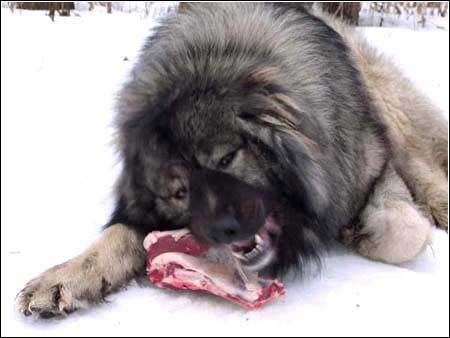 别墅斗犬去年咬伤钓鱼者 今年咬死来访客人 组图