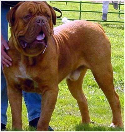 别墅斗犬去年咬伤钓鱼者 今年咬死来访客人 组图