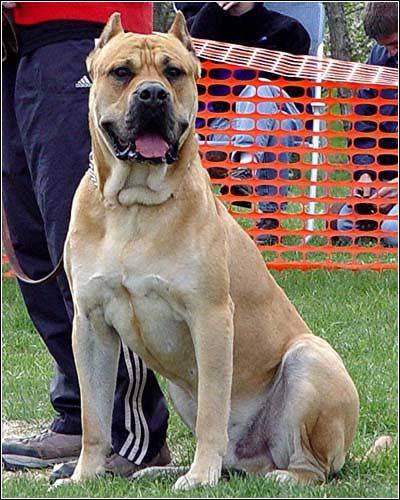 别墅斗犬去年咬伤钓鱼者 今年咬死来访客人 组图